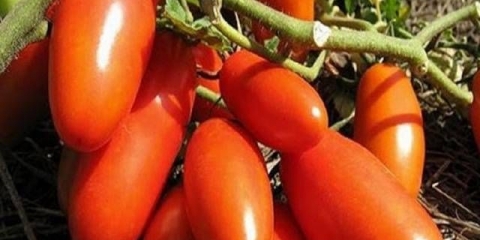 Gazpacho od paradajza: recenzije, fotografije, prinos